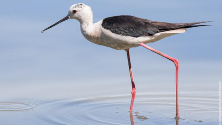 Pernilongo – 10 factos sobre a vida do Pernilongo