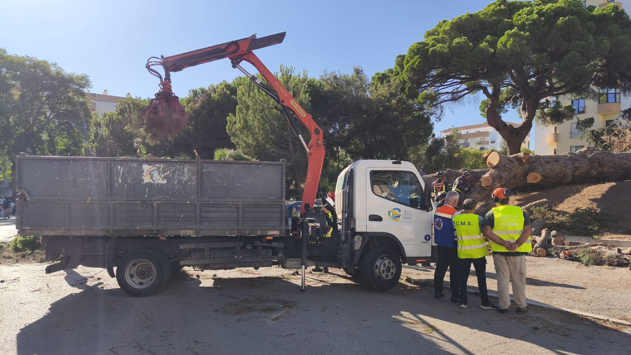 Pinheiro centenário cai em Vanicelos