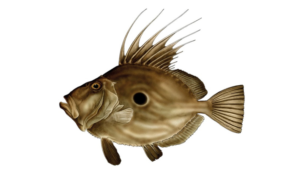Peixe Galo ou Alfaquim: o "São Pedro" do mar