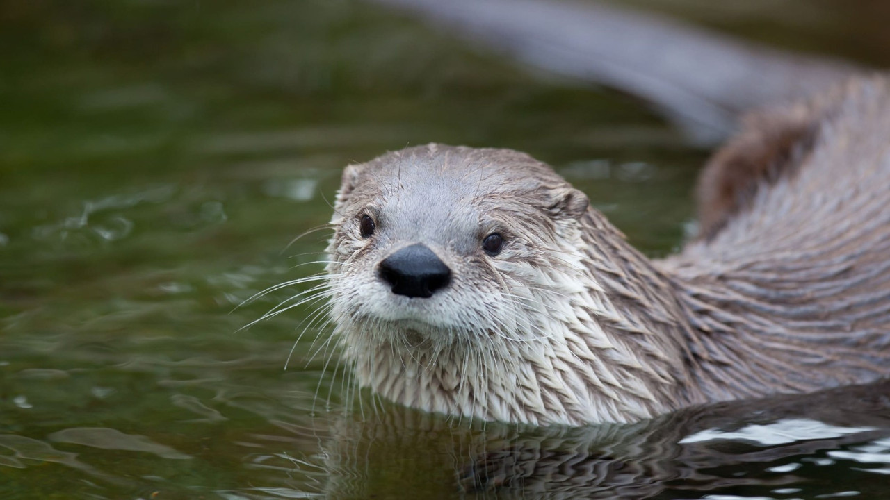 12 Características da Lontra do Sado