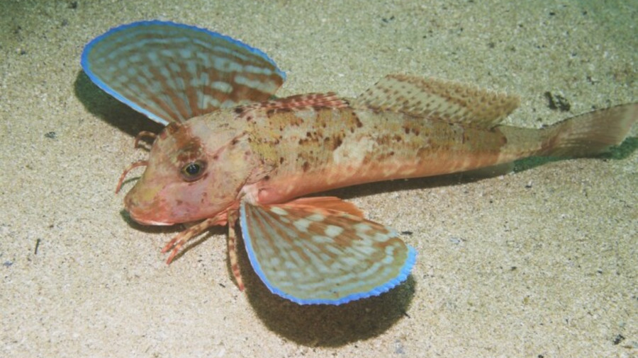 Peixe ou cabra? Fatos interessantes sobre o Ruivo